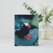Tufted Puffin Briefkaart (Staand voorkant)
