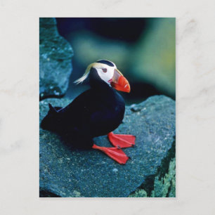 Tufted Puffin Briefkaart