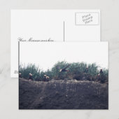 Tufted Puffin burrows Bogoslof Island Briefkaart (Voorkant / Achterkant)