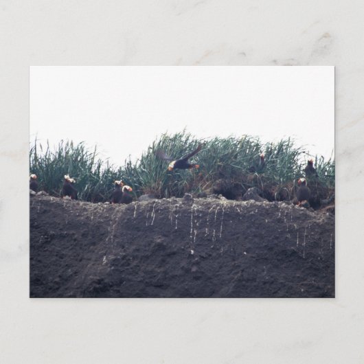 Tufted Puffin burrows Bogoslof Island Briefkaart (Voorkant)