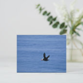 Tufted Puffin in Flight Briefkaart (Staand voorkant)