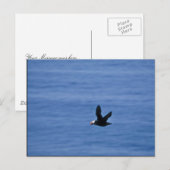 Tufted Puffin in Flight Briefkaart (Voorkant / Achterkant)