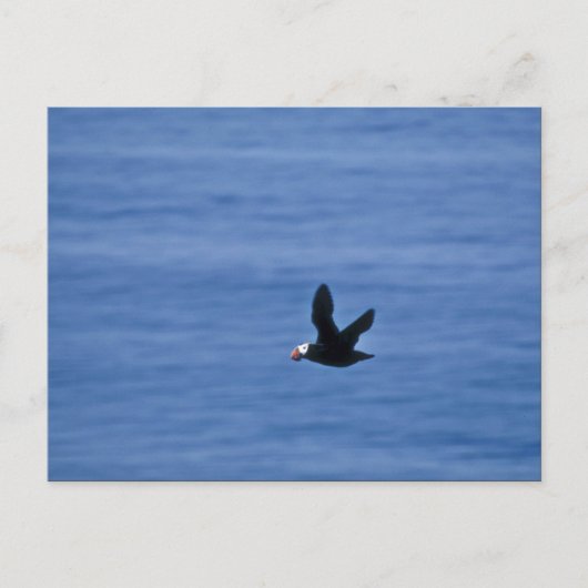 Tufted Puffin in Flight Briefkaart (Voorkant)