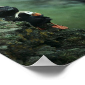 Tufted Puffin Pair Poster (Hoek)