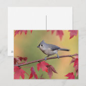 Tufted Titmice Briefkaart (Voorkant / Achterkant)