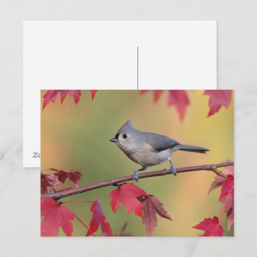 Tufted Titmice Briefkaart (Voorkant / Achterkant)
