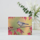 Tufted Titmice Briefkaart (Staand voorkant)