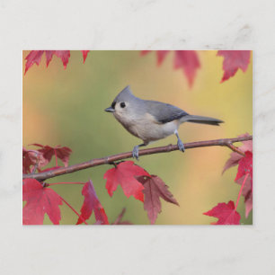 Tufted Titmice Briefkaart