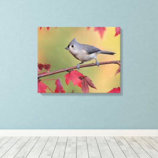 Tufted Titmice Canvas Afdruk (Insitu (Houten vloer))