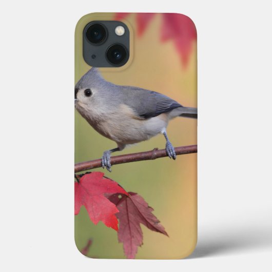 Tufted Titmice Case-Mate iPhone Case (Achterkant)