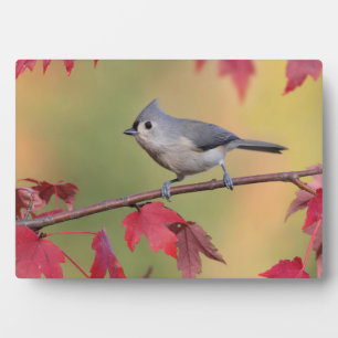 Tufted Titmice Fotoplaat