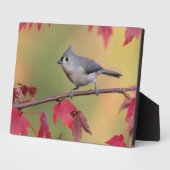 Tufted Titmice Fotoplaat (Zijkant)