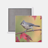 Tufted Titmice Magneet (Voorkant / Achterkant)
