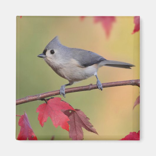 Tufted Titmice Magneet (Voorkant)
