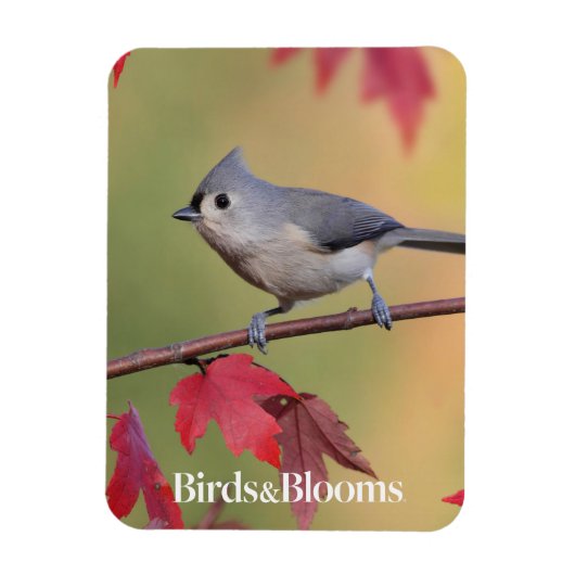 Tufted Titmice Magneet (Verticaal)