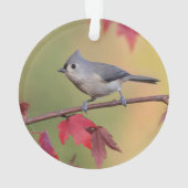 Tufted Titmice Ornament (achterkant)