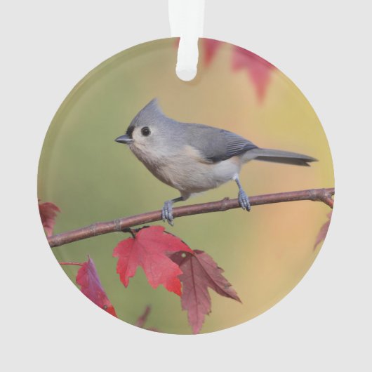 Tufted Titmice Ornament (achterkant)