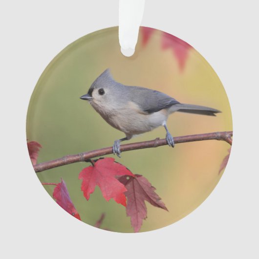 Tufted Titmice Ornament (voorkant)