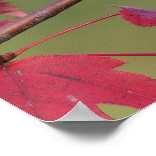 Tufted Titmice Poster (Hoek)