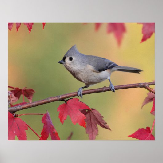 Tufted Titmice Poster (Voorkant)