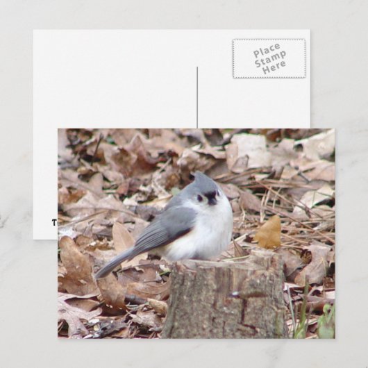 Tufted Titmouse Bird Briefkaart (Voorkant / Achterkant)