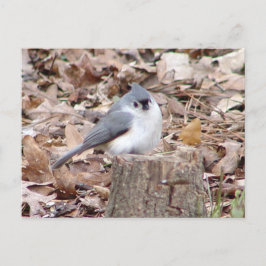 Tufted Titmouse Bird Briefkaart