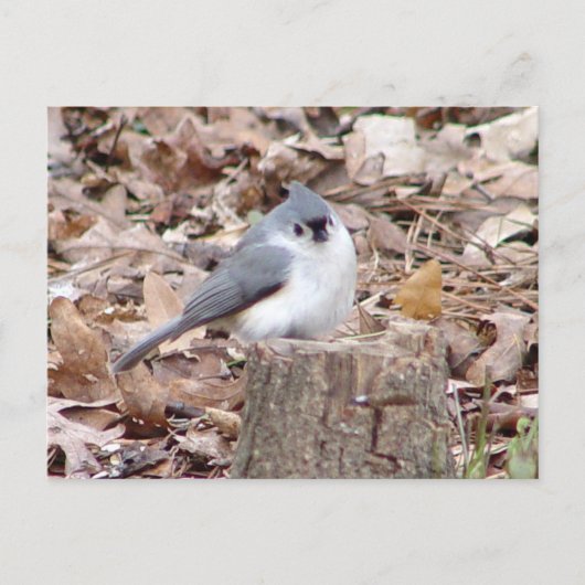 Tufted Titmouse Bird Briefkaart (Voorkant)