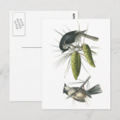 Tufted Titmouse by Audubon Briefkaart (Voorkant / Achterkant)