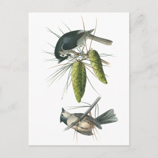 Tufted Titmouse by Audubon Briefkaart (Voorkant)