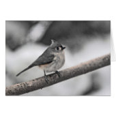 Tufted Titmouse Grey Day (Voorkant Horizontaal)