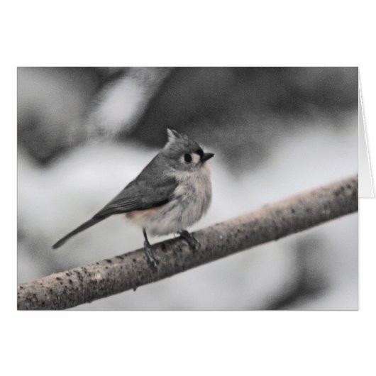Tufted Titmouse Grey Day (Voorkant Horizontaal)