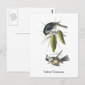 Tufted Titmouse, John Audubon Briefkaart (Voorkant / Achterkant)
