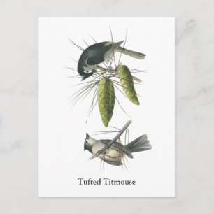 Tufted Titmouse, John Audubon Briefkaart