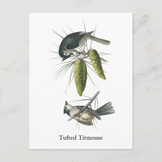 Tufted Titmouse, John Audubon Briefkaart (Voorkant)