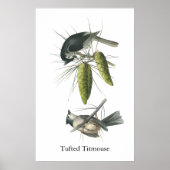 Tufted Titmouse, John Audubon Poster (Voorkant)