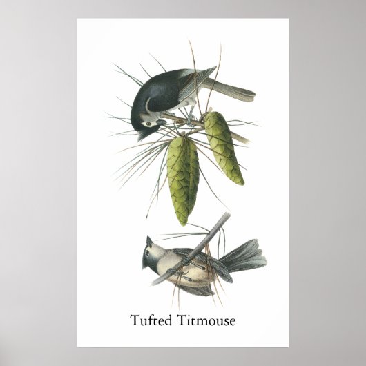 Tufted Titmouse, John Audubon Poster (Voorkant)