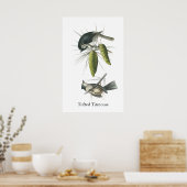 Tufted Titmouse, John Audubon Poster (Keuken)