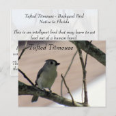 Tufted Titmouse - Learning Briefkaart - Florida (Voorkant / Achterkant)
