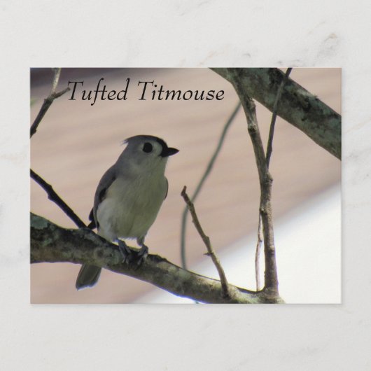 Tufted Titmouse - Learning Briefkaart - Florida (Voorkant)