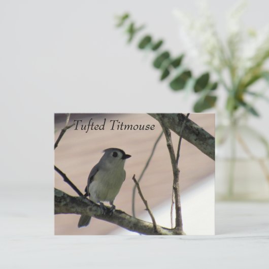 Tufted Titmouse - Learning Briefkaart - Florida (Staand voorkant)