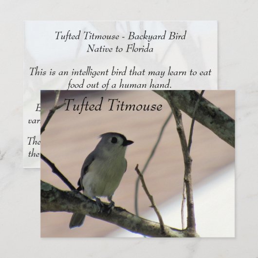 Tufted Titmouse - Learning Briefkaart - Florida (Voorkant / Achterkant)