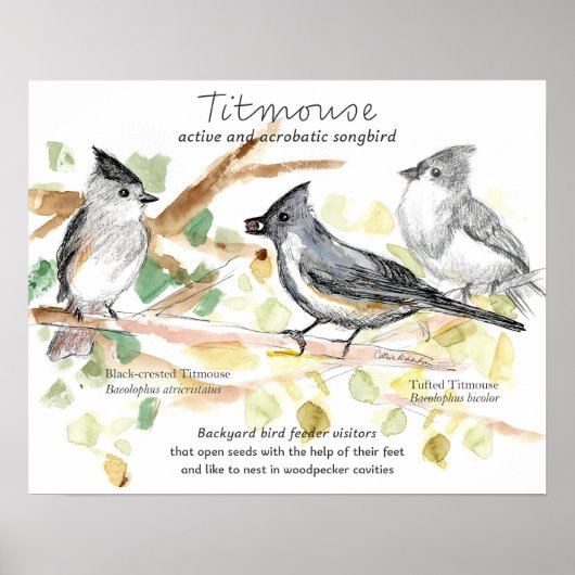 Tufted Titmouse Songbird Leaves Trees Poster (Voorkant)