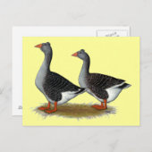Tufted Toulouse Geese Briefkaart (Voorkant / Achterkant)