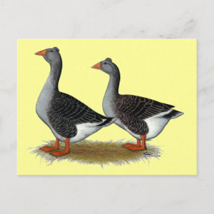 Tufted Toulouse Geese Briefkaart
