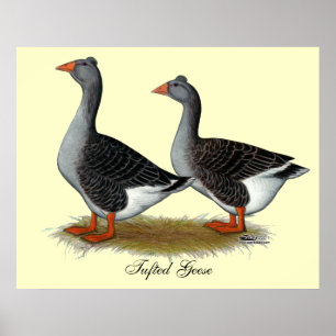 Tufted Toulouse Geese Poster