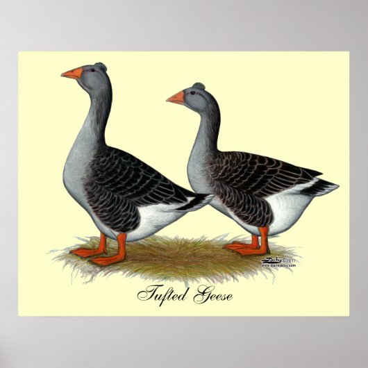 Tufted Toulouse Geese Poster (Voorkant)
