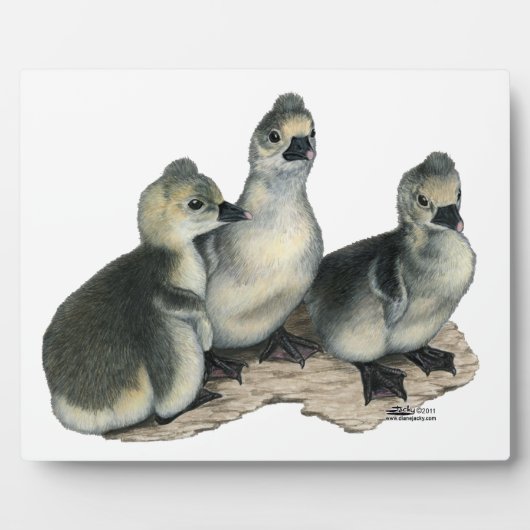 Tufted Toulouse Goslings Fotoplaat (Voorkant)