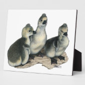 Tufted Toulouse Goslings Fotoplaat (Zijkant)