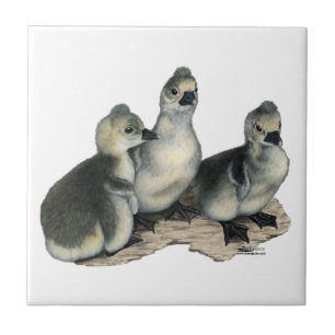Tufted Toulouse Goslings Tegeltje