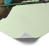 Tui Nieuw-Zeelands Vogel Poster (Hoek)